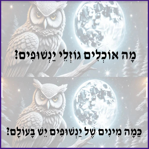 ינשופים