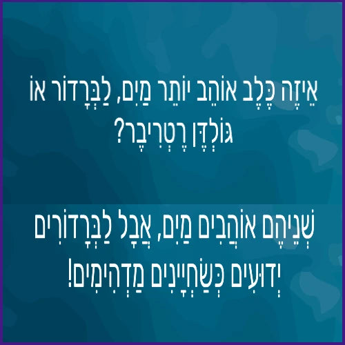 לברדורים וגולדן רטריברים