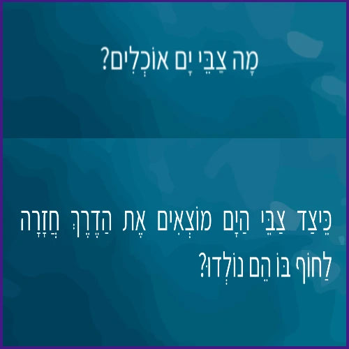 צבי הים