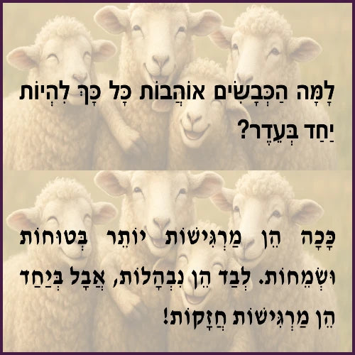 כבשים