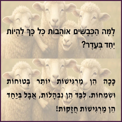 כבשים